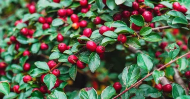 cotoneaster-baies-rouges-brillantes