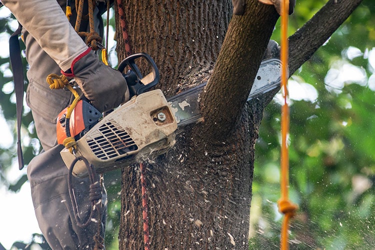 4 conseils pour réussir l’élagage de ses arbres